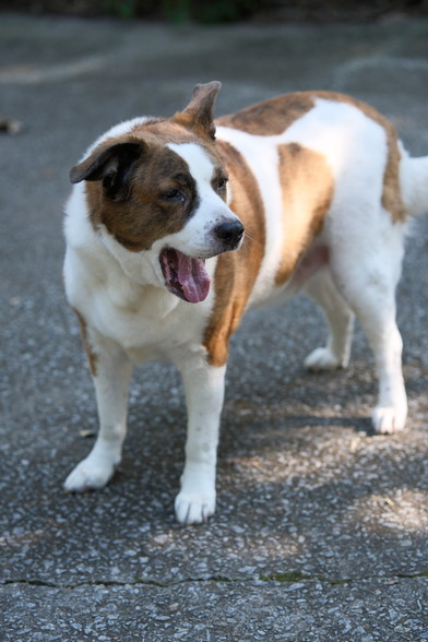 A white and brown dog standing on a gray driveway with his head turned toward the right of the screen, mouth hanging open