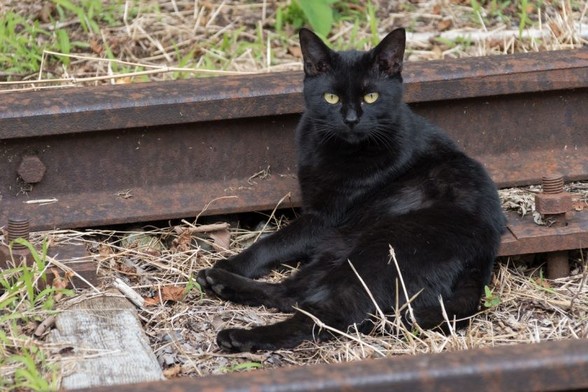 青梅市の猫