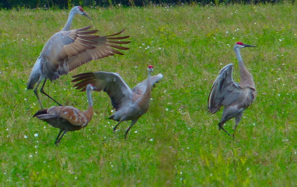 Four sandhill cranes in a grassy field . Three of them have their wings spread to different degrees. They jump and flap occasionally.