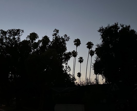 Silhouettes of tall Mexican fan palms against the sky at dawn (just right of center). On either sides are silhouettes of other trees to the edges of photo. 