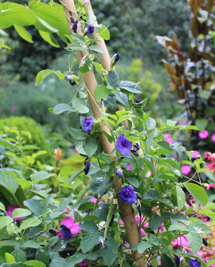 Pea vines growing up vertical bamboo poles with deep purple blossoms  with a background of a variety of blurred plants and some nearby pink flowers.