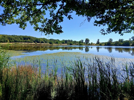 Rodder Maare: un paradis pour les oiseaux et de ceux qui aiment les observer - a piece of heaven for birds and birds lovers