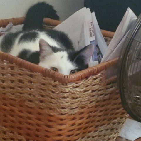 black and white kitty trying to hide unsuccessfully in a basket