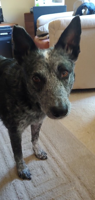 An Australian Cattle Dog Blue Heeler in a living room staring at camera with ears perked upright.