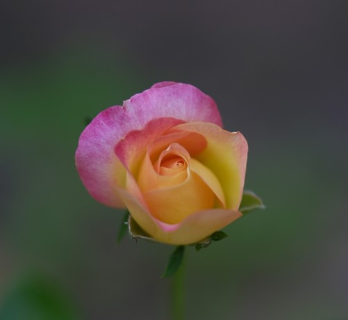 A closeup of a rose with gradation of colors from yellow to pink