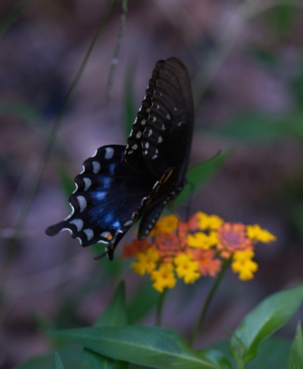 A black swallowtail lighting on a lantana blossom