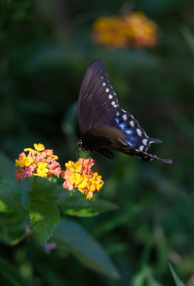 From another angle of the same black swallowtail on lantana blossoms