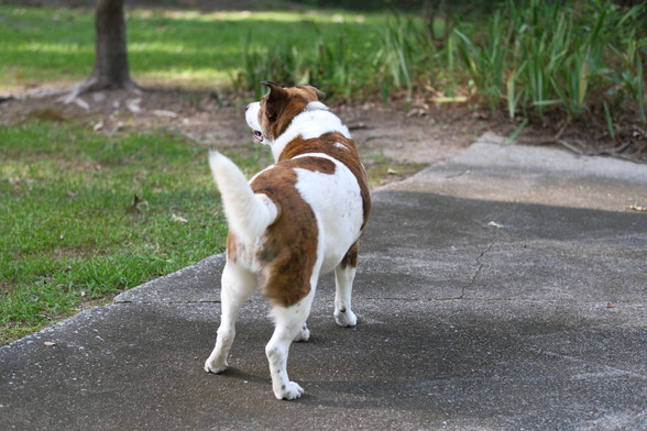 A white and brown dog standing on the driveway, shot from his behind, tail up, and he is looking at something toward his left