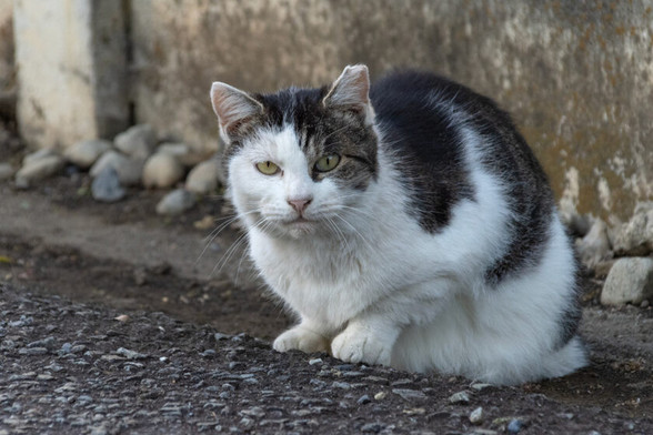 昭島市の猫