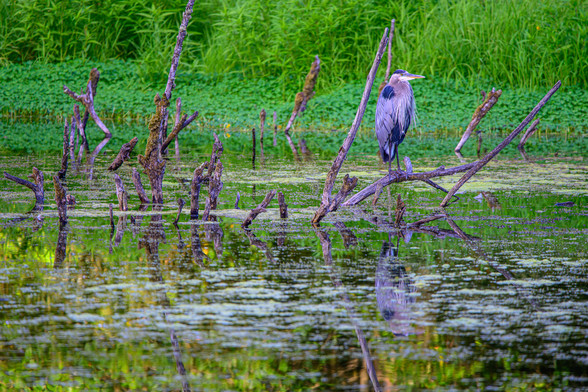 Color photo.  Branches sticking up out of still water.  On one of the branches a Great Blue Heron is perched.  The shore behind the branches is covered in green vegetation.