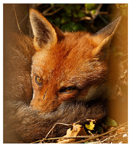 Close up of a fox's face, tucked partly under her tail as she curls up in a ball. Her eyes are open as she peers over her tail to see who or what has disturbed her sleep. 