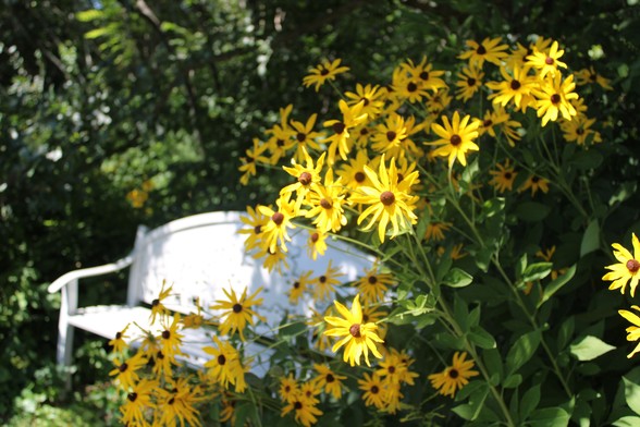 Tall yellow wildflowers next to a metal bench that is partially in the shade with blurred trees and plants in the shade in the background.