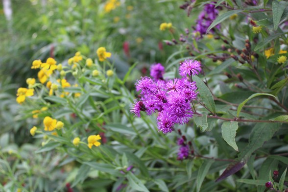 Purple blooms along a red stem with elongated green leaves stretches out horizontally with blurred images of yellow flowers and similar purple blooms in the backgrounds with a few red blurred blooms among them. 