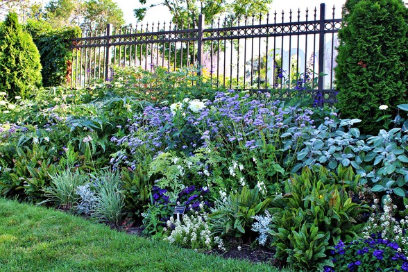 A flower bed filled with blue, purple and white flowers of different varieties mostly in the shade with a wrought iron decorative fence behind them and an evergreen tree along it at both sides of the frame. There is mown grass in front of the bed and the left end of the fence is vine covered. Some trees are visible on the other side of the fence standing in the bright sunlight.