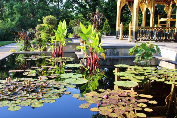 Reflection pool with water lilies and red stem thalia reflecting the the blue sky above and plants rising above the water surface and the nearby trees. A platform rises above the pool with golden columns and ornate railings other plants in containers decorate the area.  A red scaffold is to the right rear of the golden columns. A walkway borders the left side of the frame next to a mown lawn. 