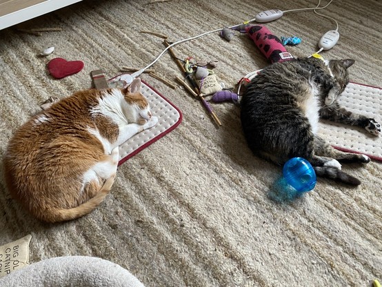 Two cats are sleeping on heat pads surrounded by toys and scattered items, including a blue ball, a heart-shaped object, and various cat toys.