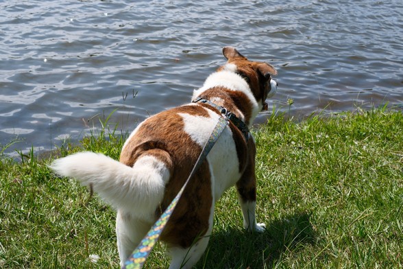 A white and brown dog standing the grass on the shore of a park pond, his bushy tail waging at bottom left, his face toward top right. 