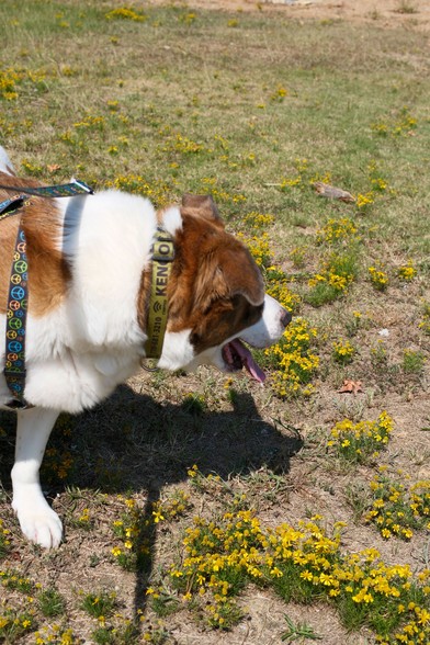 A white and brown dog standing on the ground, with yellow wild flowers around him. 