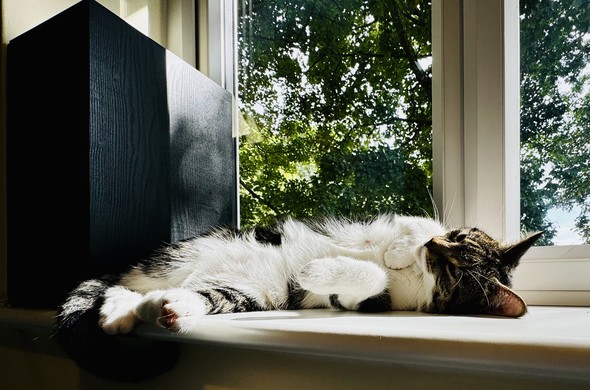 Daisy the cat sleeping on a windowsill next to a speaker