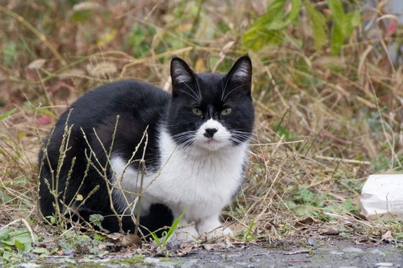 福生市の猫