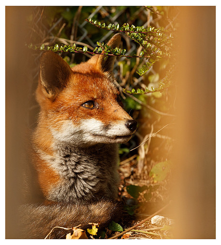 The head and chest of a fox lying down with her head raised and eyes and ears alert. She is framed by out of focus areas created by wooden railings. There is small foliage across the top of the picture and a hint of chain link fencing in the background.