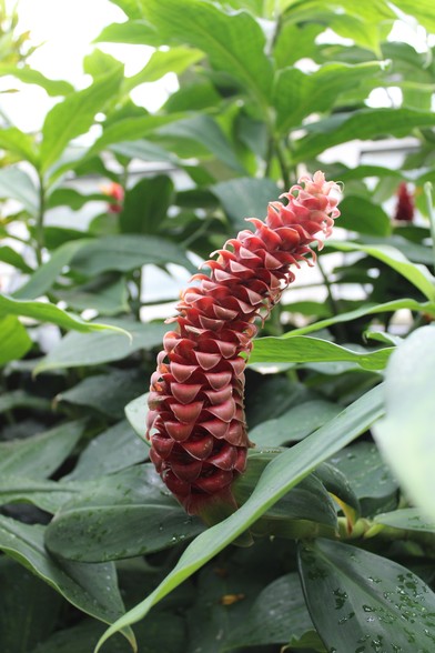 Multi-petal cone shaped salmon colored bloom with petals curling downward at the outer edge surrounded by a variety of green leaves. The cone-shape of the bloom is a bit bent in the middle. 