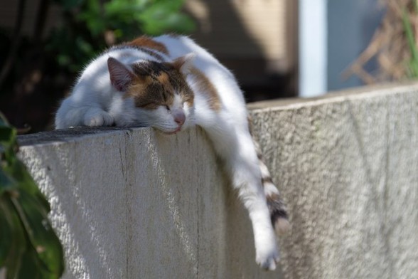 日野市の猫