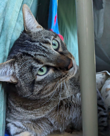 Waffles the three-legged, chonky, tabby cat, sitting on his bed, looking out the open door with his head cocked to the side.