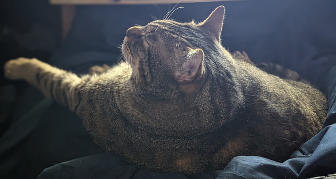 Waffles the three-legged, chonky, tabby cat, sleeping on my lap with his front left leg sticking out in front of him.