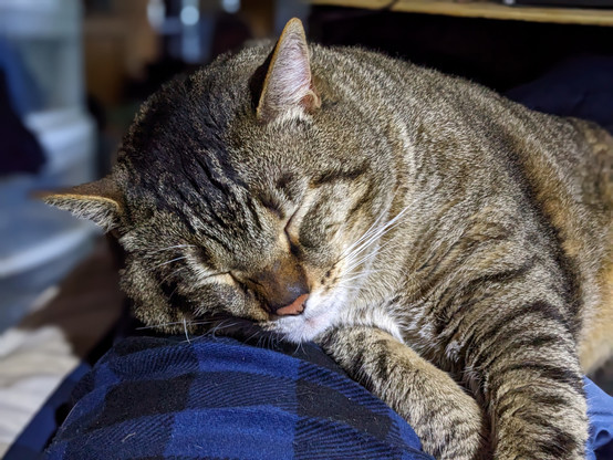 Waffles the three-legged, chonky, tabby cat, sleeping with his head on my leg.