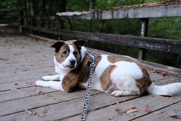 A white and brown dog lying on a wooden bridge over a creek in a park, looking back at something...