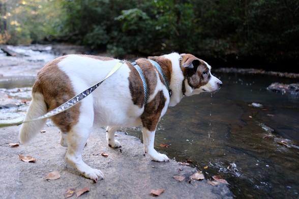 A white and brown dog standing by a creek, just after drinking water, drops of water dripping from his mouth