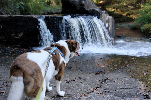 A white and brown dog looking at a waterfall and scenery ahead