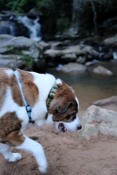 A white and brown dog trotting, a waterfall is far in the back