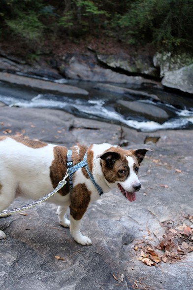 A white and brown dog standing on a sheet of rock by a creek