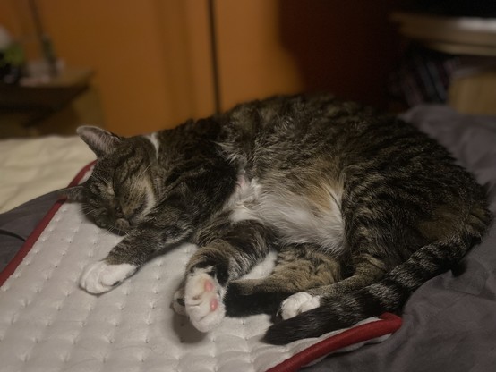 A grey and white tabby cat, fast asleep on his side on a warm heat pad, paws outstretched in comfort.