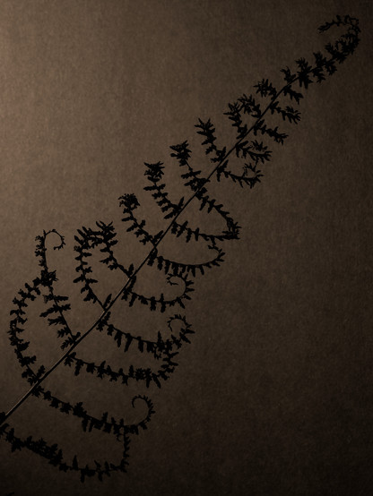 Monochrome, low-key photo of a dried fern silhouetted against a lighted paper background. The base of the fern is in the lower left corner, and the tip is in the upper right corner. The ‘branches’ are beginning to curl inward as they dry, reminding the photographer of a ribcage.