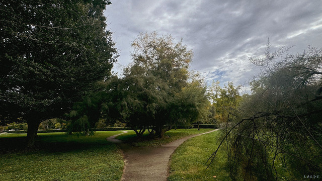 Unos árboles en un parque.