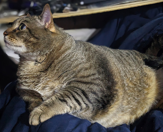 Waffles the three-legged, chonky, tabby cat, sitting on my lap