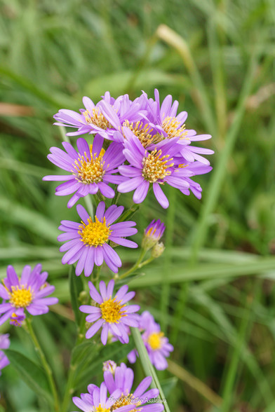 シオンの花