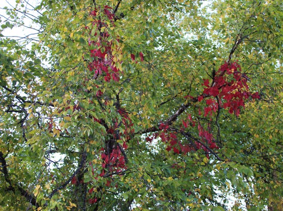 Small groups of leaves have turned dee[ red in a tree with mostly a mix of green and yellow leaves.