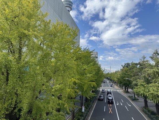 歩道橋の上から道路を写している。左右は銀杏の並木道となっている。