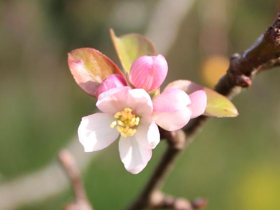 White with pink five petal with yellow stamen very small bloom partnered up with a few green and red small leaves on a twig of a branch of a fruit tree with a blurred background.